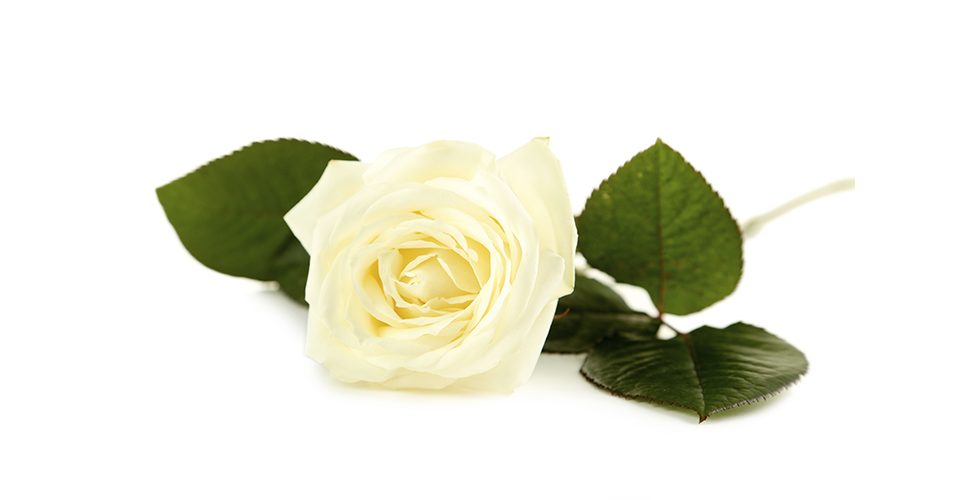 single white rose on a white background