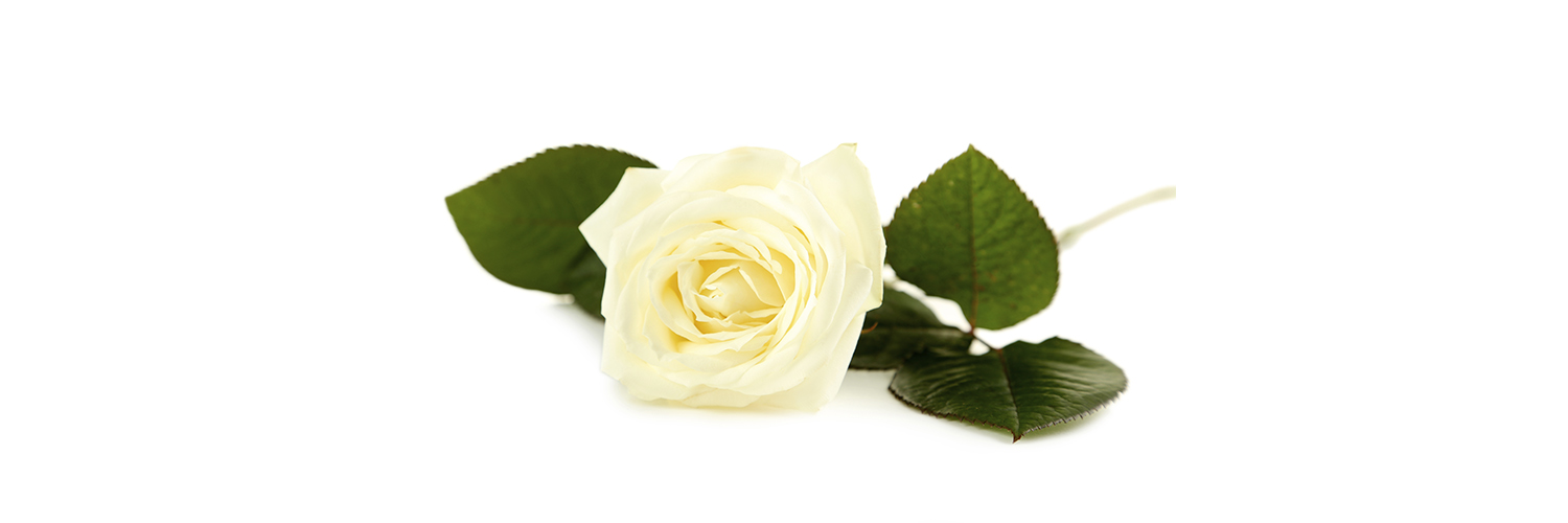 single white rose on a white background